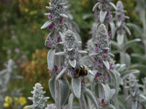 Vivers Càrex - Stachys byzantina 